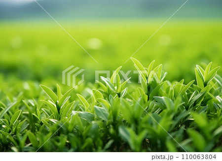 茶畑の風景　新茶　茶葉 110063804