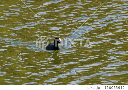 クイナ科の模式種オオバン クイナ科の模式種オオバン 110063912