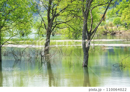 満水時期の白川湖　水没林　山形県飯豊町 110064022