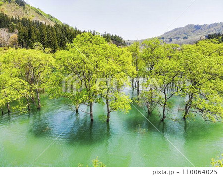 満水時期の白川湖 水没林 山形県飯豊町 満水時期の白川湖 水没林 山形県飯豊町 110064025