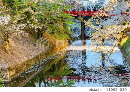 春の弘前公園杉の大橋と桜の花いかだ　青森県弘前市 110064030