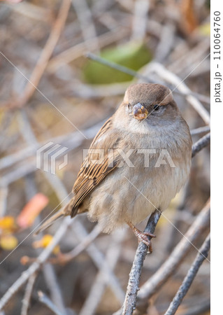 Sparrow sits on a branch without leaves. Sparrow sits on a branch without leaves. 110064760