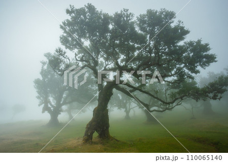 Fanal forest , old mystical tree in Madeira island, Unesco Fanal forest , old mystical tree in Madeira island, Unesco 110065140