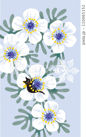 雪割草と黒猫 110065152