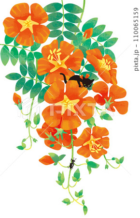 ノウセンカズラと黒猫 110065159