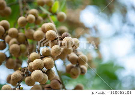 Longan fruit in growth on tree in summer 110065201