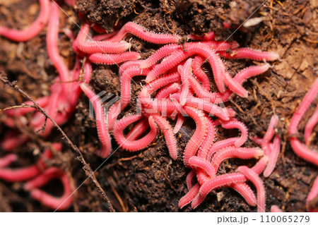 枯木の裏、腐葉土に群れる派手なピンク色のアカヒラタヤスデ(自然光+ストロボ、マクロ接写撮影) 枯木の裏、腐葉土に群れる派手なピンク色のアカヒラタヤスデ(自然光+ストロボ、マクロ接写撮影) 110065279