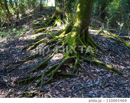 足柄城址公園内の苔の生えた木（静岡県小山町） 110065469