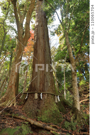 京都 貴船神社奥宮 縁結びの相生の杉 京都 貴船神社奥宮 縁結びの相生の杉 110065704