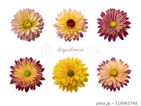 デイジー・マーガレット（菊）の花のリアルなイラスト素材 110065748