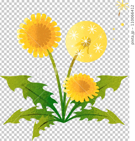 たんぽぽ 春 花 植物 水彩 イラスト素材 たんぽぽ 春 花 植物 水彩 イラスト素材 110066412