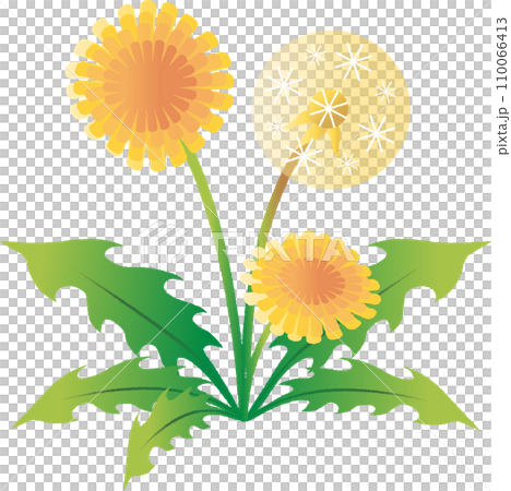 たんぽぽ 春 花 植物 シンプル ベクター イラスト素材 たんぽぽ 春 花 植物 シンプル ベクター イラスト素材 110066413