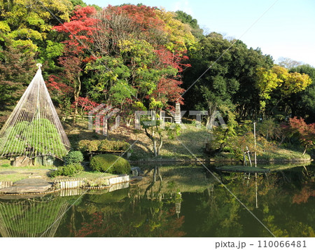 紅葉や雪吊りが美しい文京区の肥後細川庭園(大池・十三重の塔) 紅葉や雪吊りが美しい文京区の肥後細川庭園(大池・十三重の塔) 110066481