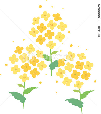あしらい 飾り デコレーション 菜の花 植物 春 イラスト素材 あしらい 飾り デコレーション 菜の花 植物 春 イラスト素材 110066629