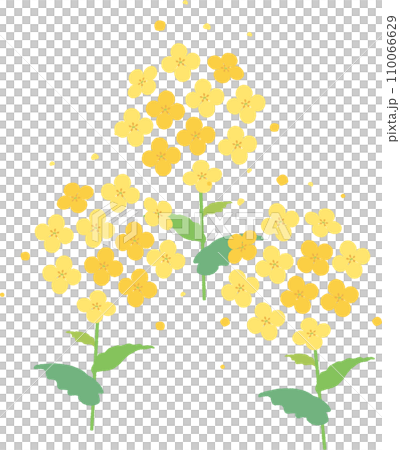 あしらい 飾り デコレーション 菜の花 植物 春 イラスト素材 あしらい 飾り デコレーション 菜の花 植物 春 イラスト素材 110066629