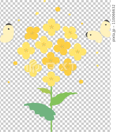 あしらい 飾り デコレーション 菜の花 植物 春 イラスト素材 あしらい 飾り デコレーション 菜の花 植物 春 イラスト素材 110066632