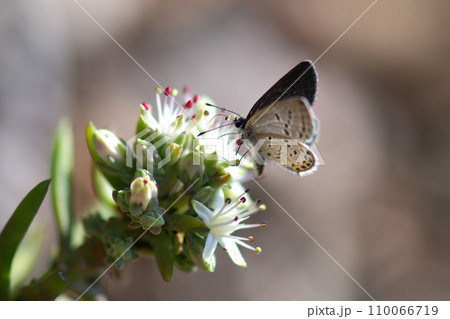 クロツバメシジミ　ツメレンゲの花穂で吸蜜 110066719
