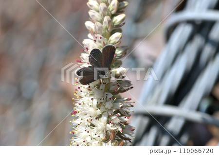 クロツバメシジミとツメレンゲの花穂 クロツバメシジミとツメレンゲの花穂 110066720