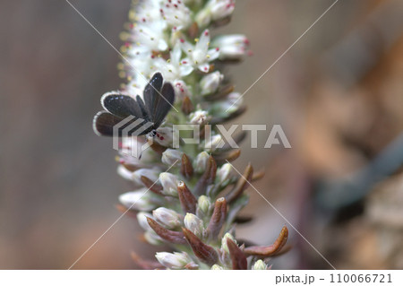 クロツバメシジミとツメレンゲの花穂 110066721