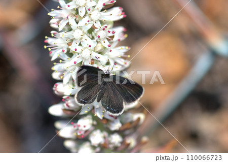クロツバメシジミ ツメレンゲの花穂で吸蜜 クロツバメシジミ ツメレンゲの花穂で吸蜜 110066723