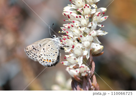 クロツバメシジミ ツメレンゲの花穂に産卵 クロツバメシジミ ツメレンゲの花穂に産卵 110066725