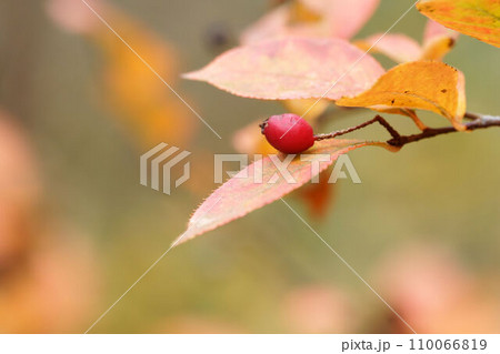 カマツカの赤い実と紅葉した葉 カマツカの赤い実と紅葉した葉 110066819