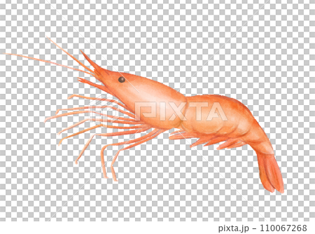 Shrimp watercolor style 110067268