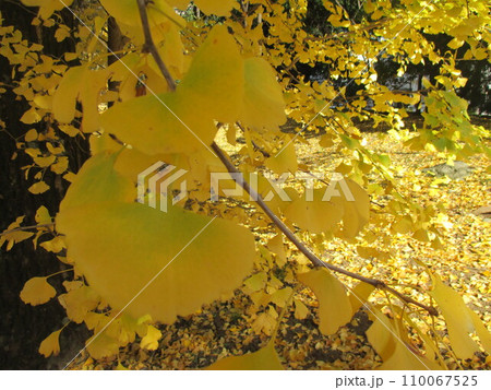 晩秋、黄色く色付いたイチョウが美しい、熊本県庁プロムナードの風景 110067525