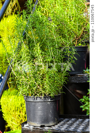 Rosemary officinalis growing in a pot Rosemary officinalis growing in a pot 110067545