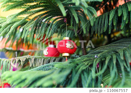 Chinese New Year toy as a red lantern hanging on a Araucaria columnaris or coral reef araucaria in Kuala Lumpur Chinese New Year toy as a red lantern hanging on a Araucaria columnaris or coral reef araucaria in Kuala Lumpur 110067557