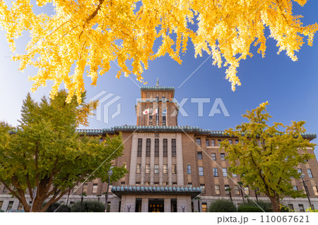 《神奈川県》横浜日本大通り・キングの塔と黄葉のイチョウ並木 110067621