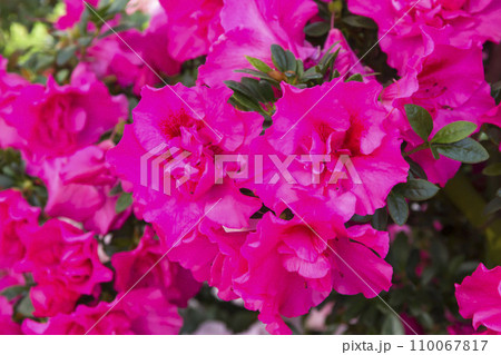 アザレア 110067817