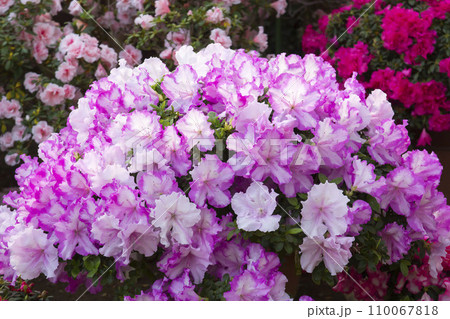 アザレア 110067818