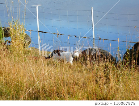 アイスランド　夏　レイキャビーク　チョルトニン湖　猫 110067978