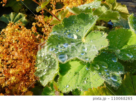 アイスランド　夏　レイキャビーク　チョルトニン湖　葉　水滴 110068265