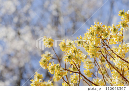 ミツマタ 110068567