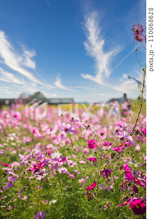 道の駅あいとうマーガレットステーションのコスモス 110068628