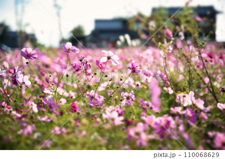 道の駅あいとうマーガレットステーションのコスモス 110068629