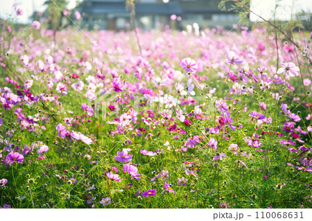道の駅あいとうマーガレットステーションのコスモス 110068631