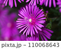 マツバギクのクローズアップ 110068643