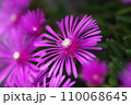 マツバギクのクローズアップ 110068645