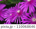 マツバギクのクローズアップ 110068646