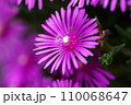 マツバギクのクローズアップ 110068647