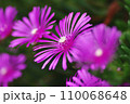 マツバギクのクローズアップ 110068648
