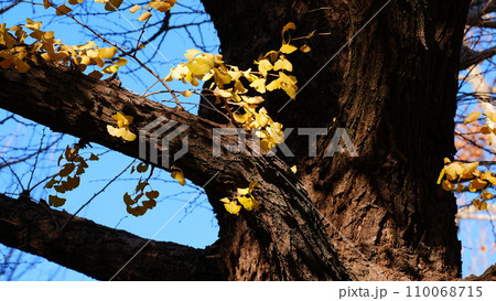 青空に映えるイチョウ 110068715