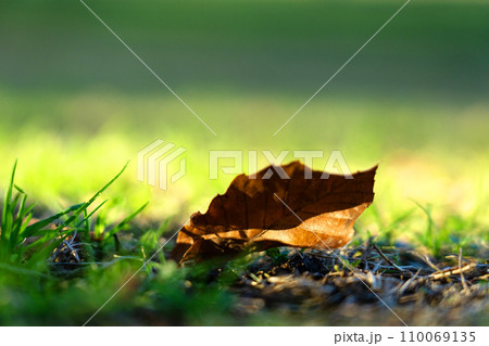 落葉と秋の光 110069135