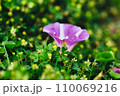 草地に咲くハマヒルガオのクローズアップ 110069216