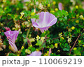 草地に咲くハマヒルガオのクローズアップ 110069219
