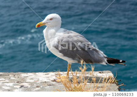 Italy, Portovenere, Seagull on the walls of Saint Pierre church Italy, Portovenere, Seagull on the walls of Saint Pierre church 110069233