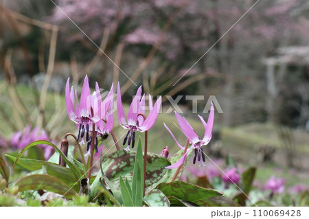 カタクリ群生地に咲くカタクリの花 110069428